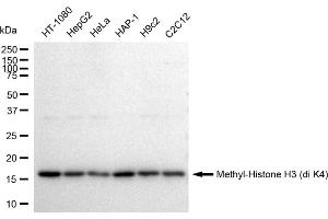 Western blotting analysis using Histone H3 (di methyl K4) antibody (ABIN7798954).