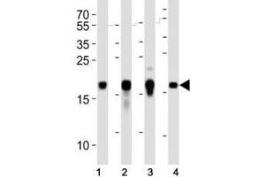 Western blot analysis of lysate from human (2) HepG2, (2) NCCIT and mouse (3) NIH3T3, (4) F9 cell lines using Hmga2 antibody at 1:1000. (HMGA2 anticorps  (C-Term))