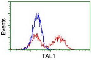 HEK293T cells transfected with either RC222628 overexpress plasmid (Red) or empty vector control plasmid (Blue) were immunostained by anti-TAL1 antibody (ABIN2455268), and then analyzed by flow cytometry. (TAL1 anticorps)