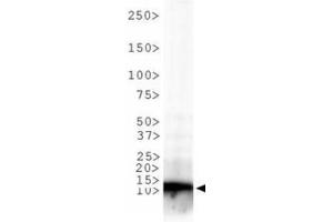 Western Blot of Rabbit Anti-Histone H3 [Trimethyl Lys9] Antibody.
