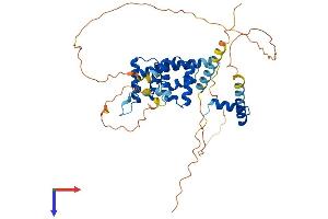AlphaFold protein structure predicition of Mouse Recombinant Hmbox1 Protein, UniprotID Q8BJA3