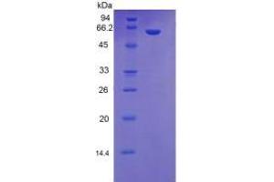 SDS-PAGE of Protein Standard from the Kit (Highly purified E.