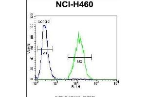 ARL17P1 Antibody (Center) (ABIN655544 and ABIN2845053) flow cytometric analysis of NCI- cells (right histogram) compared to a negative control cell (left histogram). (ARL17A anticorps  (AA 102-130))