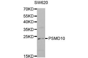 Western blot analysis of extracts of SW620 cell lines, using PSMD10 antibody. (PSMD10 anticorps  (AA 1-226))