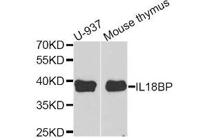 Western blot analysis of extracts of U937 and mouse thymus cell lines, using IL18BP antibody. (IL18BP anticorps)