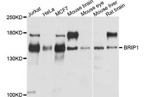 Western blot analysis of extracts of various cells, using BRIP1 antibody. (BRIP1 anticorps)