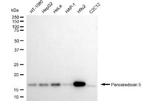 Western blotting analysis using Peroxiredoxin 5 antibody (ABIN7799780). (Recombinant Peroxiredoxin 5 anticorps)