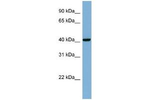 WB Suggested Anti-PLEKHA9 Antibody Titration: 0.