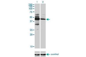 Western blot analysis of MKRN2 over-expressed 293 cell line, cotransfected with MKRN2 Validated Chimera RNAi (Lane 2) or non-transfected control (Lane 1).