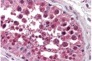Anti-NPSR1 antibody  ABIN1049119 IHC staining of human testis.