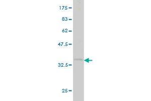 Western Blot detection against Immunogen (35.