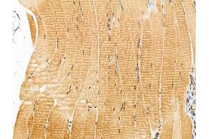 ABIN7094382 and ABIN7098429 at 1/100 staining Rat muscle tissue by IHC-P. (NAP1L4 anticorps  (Internal Region))