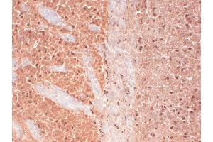 Immunohistochemistry analysis using Mouse Anti-CaV3.