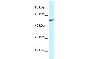 Western Blot showing Eya2 antibody used at a concentration of 1. (EYA2 anticorps  (Middle Region))