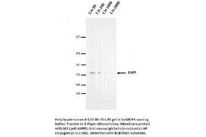 Image no. 1 for anti-E2F-Associated Phosphoprotein (N-Term) antibody (ABIN1042590) (EAPP anticorps  (N-Term))