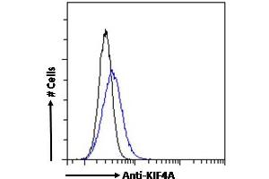 ABIN184768 Flow cytometric analysis of paraformaldehyde fixed HEK293 cells (blue line), permeabilized with 0. (KIF4A anticorps  (C-Term))
