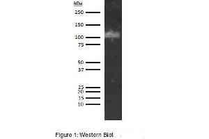 Immunofluorescence (IF) image for anti-ADAM Metallopeptidase with Thrombospondin Type 1 Motif, 13 (ADAMTS13) antibody (Biotin) (ABIN5566848) (ADAMTS13 anticorps  (Biotin))