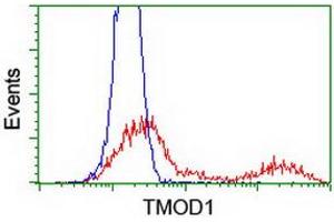 HEK293T cells transfected with either RC201134 overexpress plasmid (Red) or empty vector control plasmid (Blue) were immunostained by anti-TMOD1 antibody (ABIN2454779), and then analyzed by flow cytometry. (Tropomodulin 1 anticorps)