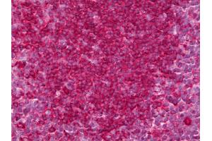 Anti-GPR35 antibody IHC of human tonsil. (GPR35 anticorps)