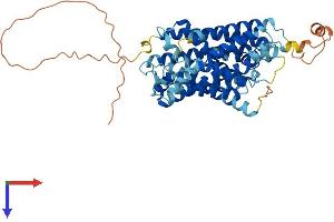 AlphaFold protein structure predicition of Mouse Recombinant Slc38a3 Protein, UniprotID Q9DCP2
