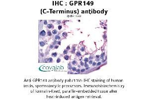 Image no. 1 for anti-G Protein-Coupled Receptor 149 (GPR149) (C-Term) antibody (ABIN1734954) (GPR149 anticorps  (C-Term))