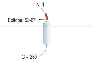 Representative domain view of the target of ABIN7237921. (TMEM119 anticorps  (Extracellular, N-Term) (APC))