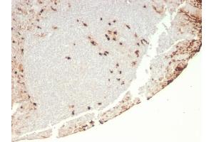 Formalin-fixed, paraffin-embedded human Tonsil stained with G-CSF Recombinant Mouse Monoclonal Antibody (rCSF3/900).