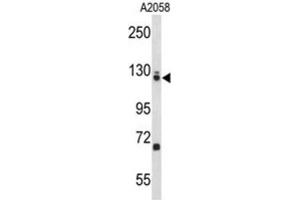 Western Blotting (WB) image for anti-Elongation Factor Tu GTP Binding Domain Containing 2 (EFTUD2) antibody (ABIN3004116) (EFTUD2 anticorps)