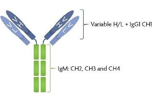 SARS-CoV-2 Spike IgG/IgM antibody structure Patient serum IgG was sequenced and expressed as a chimeric full-length human immunoglobulin in mammalian 293 cells. (Recombinant SARS-CoV-2 Spike IgG/IgM anticorps)