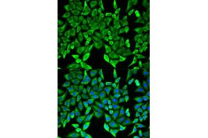 Immunofluorescence (IF) image for anti-Myelin Oligodendrocyte Glycoprotein (MOG) antibody (ABIN1876541) (MOG anticorps)