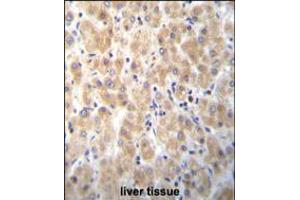 PABPN1L Antibody immunohistochemistry analysis in formalin fixed and paraffin embedded human liver tissue followed by peroxidase conjugation of the secondary antibody and DAB staining.