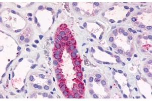 Anti-TAAR6 antibody  ABIN1049385 IHC staining of human kidney, renal tubules. (TAAR6 anticorps  (C-Term))