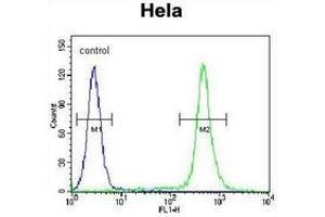 Flow cytometric analysis of Hela cells (right histogram) compared to a negative control cell (left histogram) using C18orf8/MIC1 Antibody (N-term), followed by FITC-conjugated goat-anti-rabbit secondary antibodies. (C18orf8 anticorps  (N-Term))