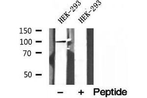 Western blot analysis of extracts of HEK-293 cells, using NLRX1 antibody. (NLRX1 anticorps  (Internal Region))