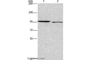 Western blot analysis of 293T and Hela cell, using ICAM5 Polyclonal Antibody at dilution of 1:500 (ICAM5 anticorps)