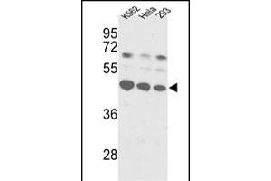 Western blot analysis of SSB Antibody (C-term) (ABIN389303 and ABIN2839423) in K562, Hela, 293 cell line lysates (35 μg/lane). (SSB anticorps  (C-Term))
