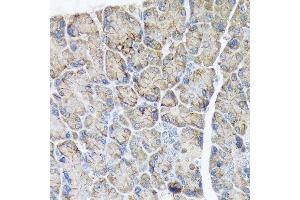 Immunohistochemistry of paraffin-embedded rat pancreas using PLTP Rabbit mAb (ABIN7269357) at dilution of 1:100 (40x lens). (PLTP anticorps)