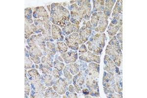 Immunohistochemistry of paraffin-embedded rat pancreas using PLTP Rabbit mAb (ABIN7269357) at dilution of 1:100 (40x lens).