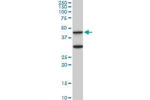 MAPK3 monoclonal antibody (M05), clone 3D6. (ERK1 anticorps  (AA 279-379))