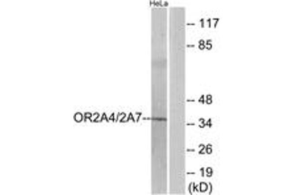 OR2A4 antibody  (AA 231-280)