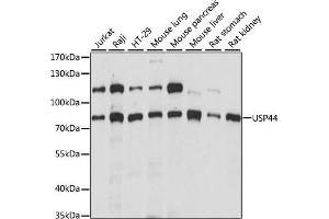 Western blot analysis of extracts of various cell lines, using USP44 antibody (ABIN7271164) at 1:1000 dilution.