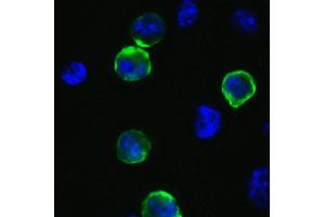 Immunofluorescence Validation of SARS-CoV-2 (COVID-19) Spike  in 293T Cells.