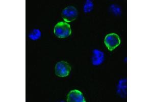 Immunofluorescence (IF) image for anti-SARS-CoV-2 Spike (C-Term) antibody (ABIN1030641)