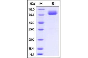 Mouse B7-1, Fc Tag on SDS-PAGE under reducing (R) condition. (CD80 Protein (CD80) (AA 38-245) (Fc Tag))