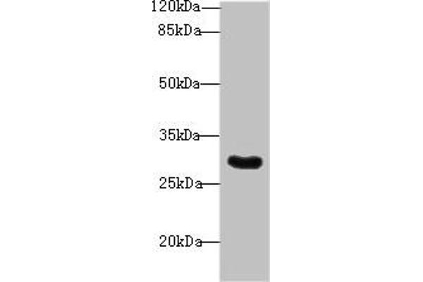 SNRNP35 anticorps  (AA 1-244)