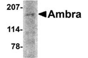 Western Blotting (WB) image for anti-Autophagy/beclin-1 Regulator 1 (AMBRA1) (N-Term) antibody (ABIN1031227) (AMBRA1 anticorps  (N-Term))
