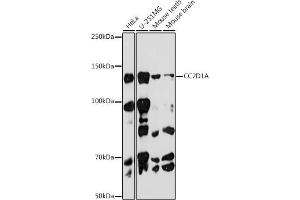 Western blot analysis of extracts of various cell lines, using CC2D1A antibody (ABIN7266430) at 1:1000 dilution.