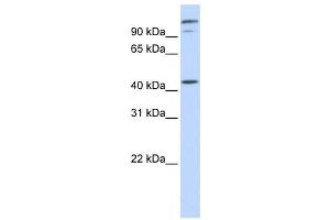 Western Blotting (WB) image for anti-AFG3-Like Protein 2 (AFG3L2) antibody (ABIN2459048) (AFG3L2 anticorps)