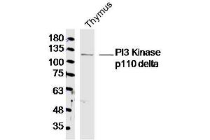 Mouse Thymus lysates probed with PI3 Kinase p110 delta Polyclonal Antibody, Unconjugated  at 1:300 dilution and 4˚C overnight incubation. (PIK3CD anticorps  (AA 51-150))