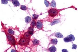 Image no. 2 for anti-Melanin-Concentrating Hormone Receptor 2 (MCHR2) (C-Term) antibody (ABIN1049056) (MCHR2 anticorps  (C-Term))